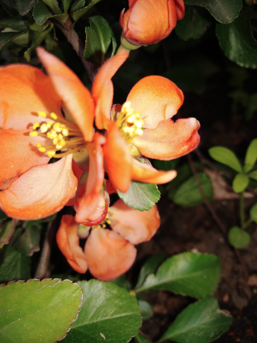 Айва японская, фото автора.