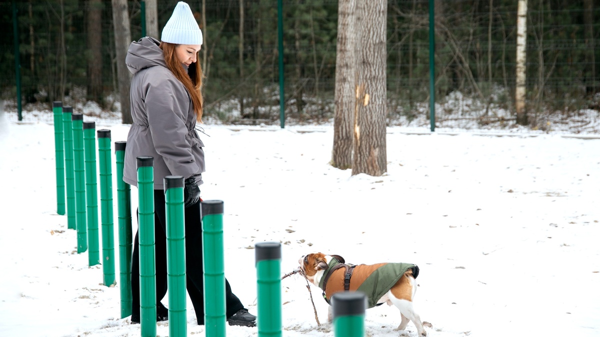    В Югре скорректировали правила выгула собак и увеличили штрафы за сбор кедрового ореха