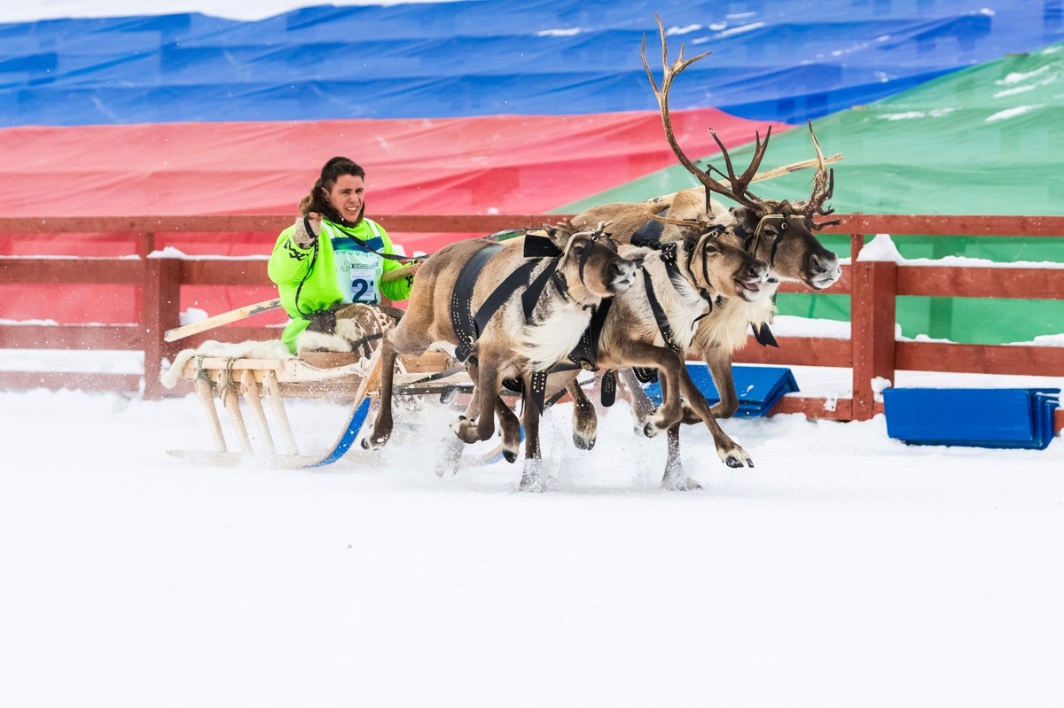    30 оленеводов региона будут бороться за Кубок губернатора Югры