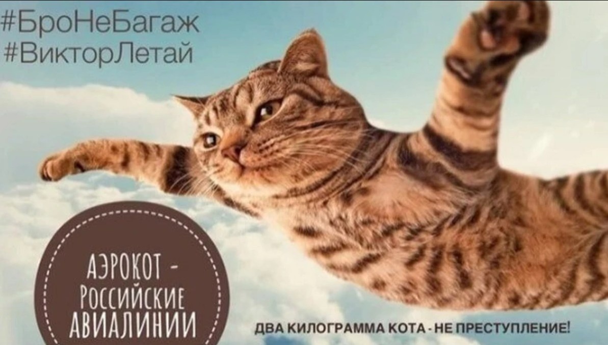 Мем, который появился в интернете после истории с котом Виктором. Источник фото — https://ru.ruwiki.ru