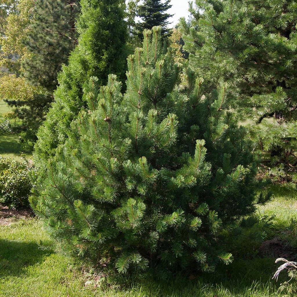 Сосна горная (Pinus mugo), общий вид растения. Фото: из открытого источника.