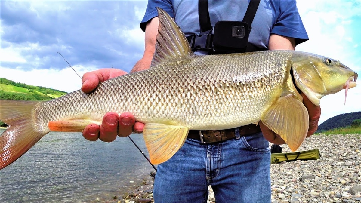Усач, фото из Яндекс картинки.