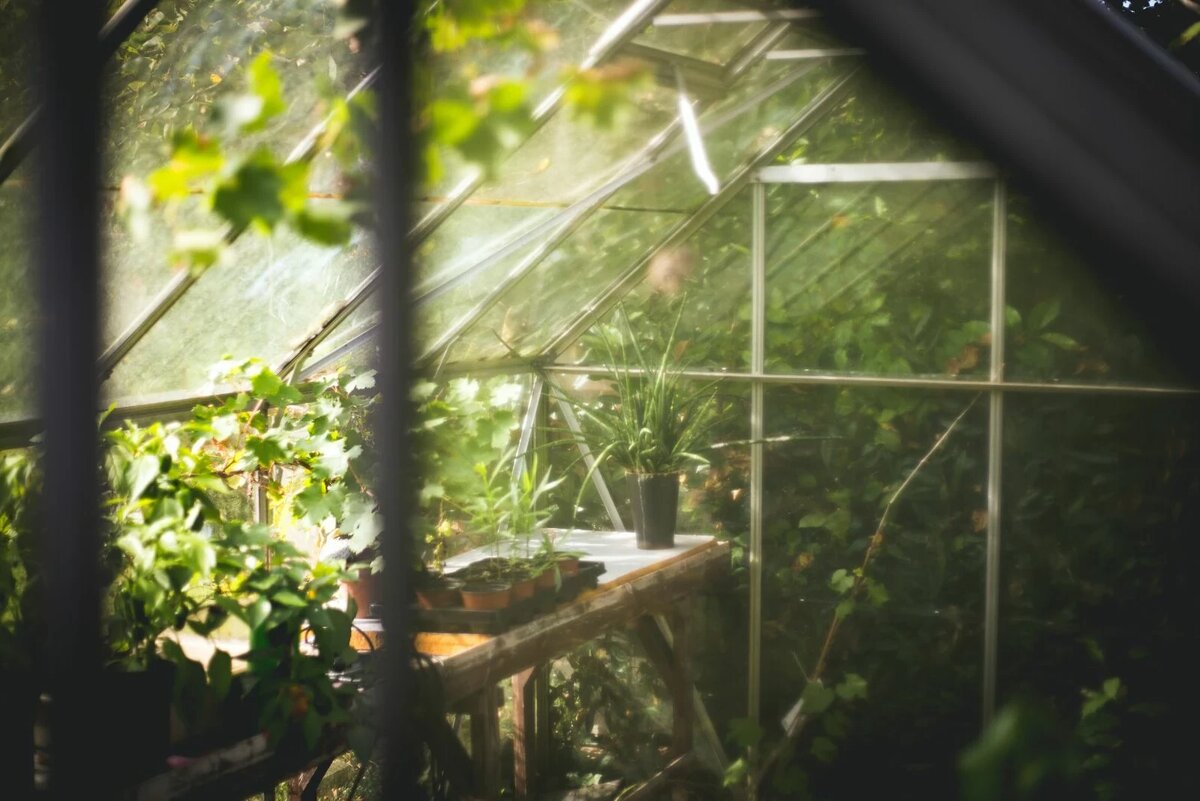 Что выращивать в теплице зимой