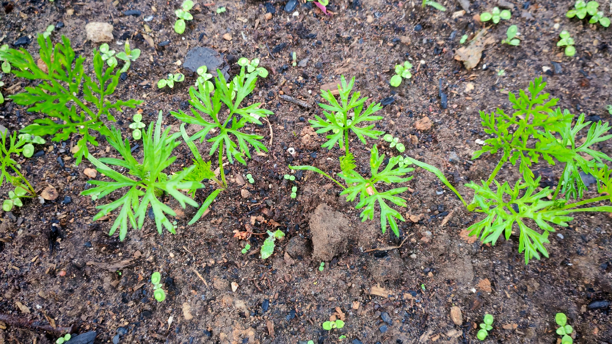 Результат прикапывания — всходы появились одновременно на восьмой день