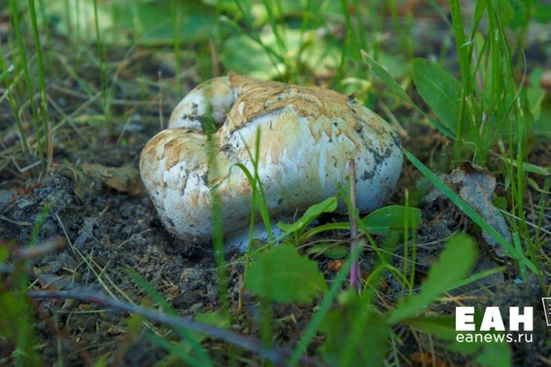    Гриб в траве