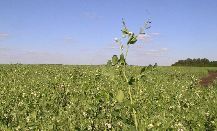    Фото: Медведева Анна, AgroXXI.ru