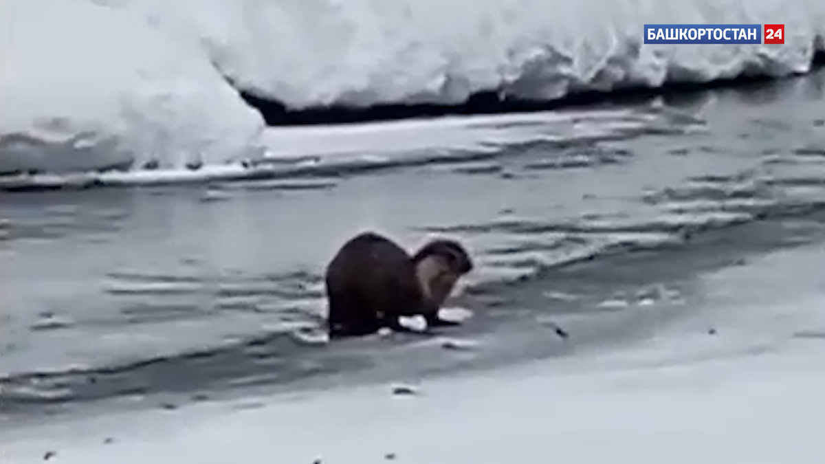    Выдру заметили в природном парке «Зилим» в Башкортостане