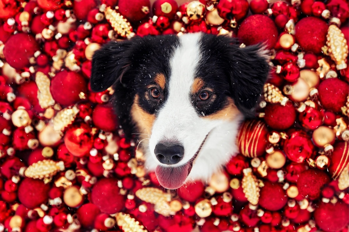 За еду готова даже пролезть головой в шарики, поэтому против кафе барыня не была