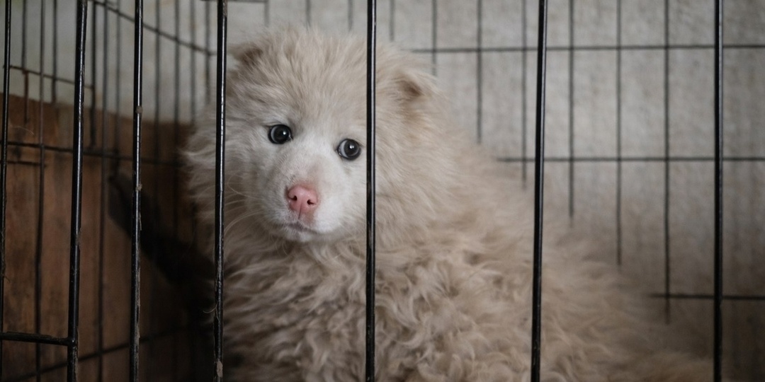 Водитель мусоровоза спас щенка, вмерзшего в лед в пригороде Улан-Удэ
