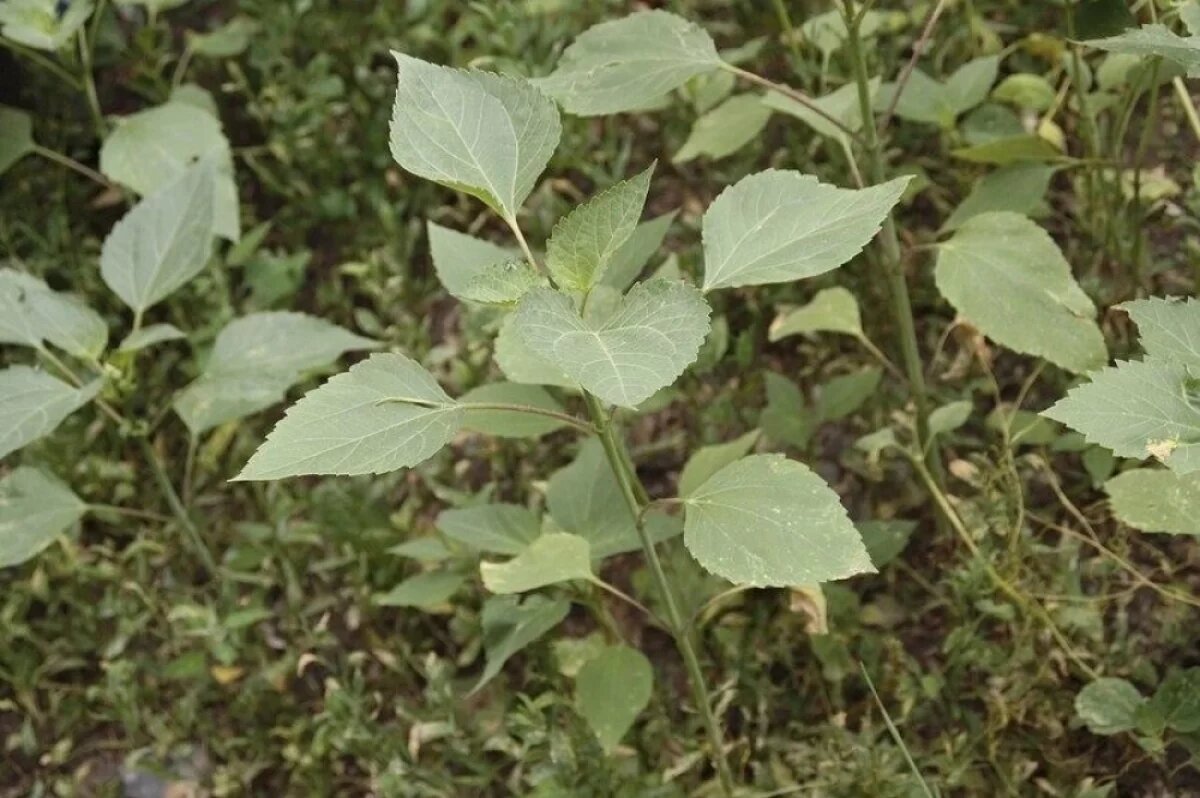    С 1 марта за опасные растения владельцев земельных участков ждут штрафы