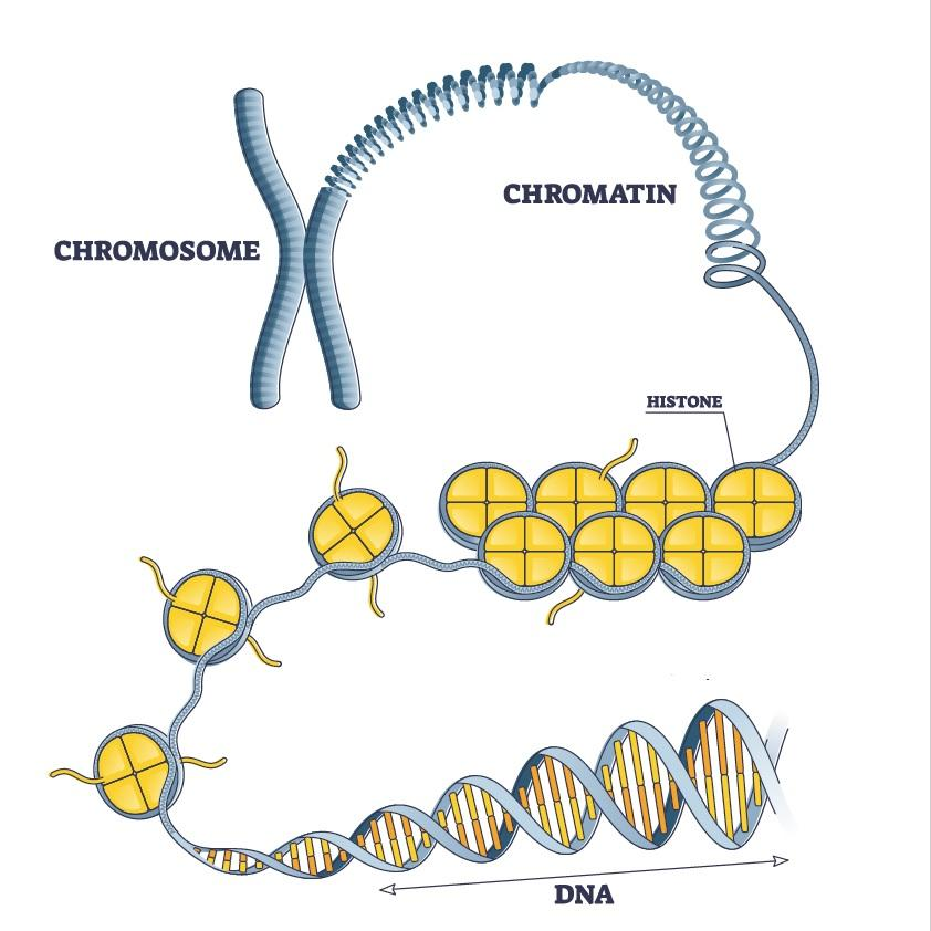 Сильно упрощенная схема уплотнения ДНК (DNA) в хромосоме. Здесь хромосома обозначена символом X.