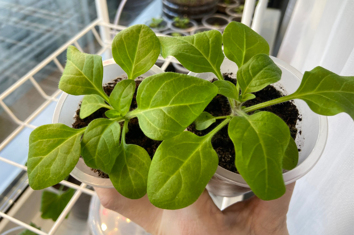 петуния после первой подкормки февраль 2026 г.