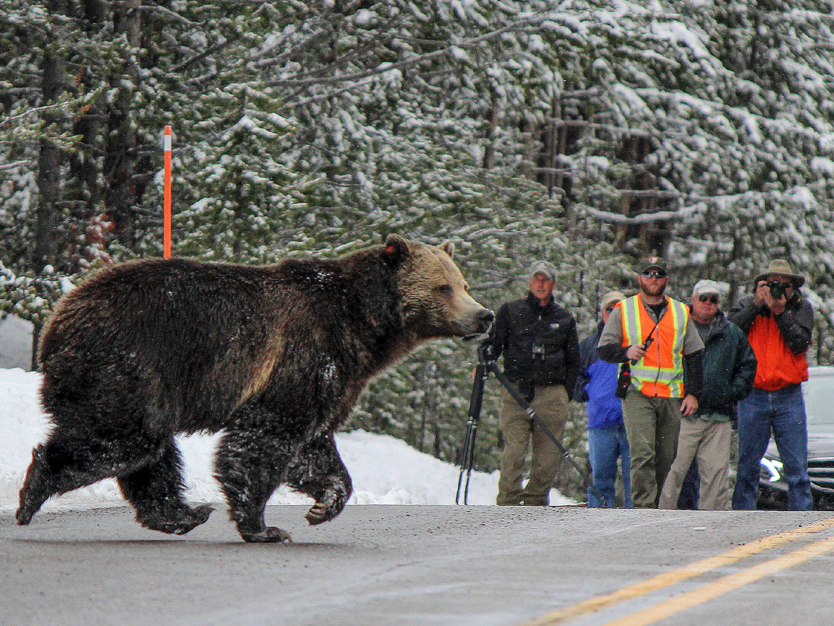 Если быть точнее, гризли относится к североамериканской кладе 4, в то время как камчатский медведь — представитель восточносибирской клады. На фотографии взрослый гризли перебегает дорогу в Йеллоустонском национальном парке.