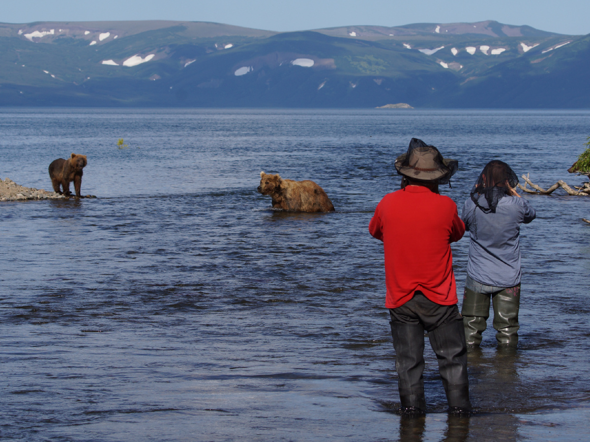Камчатские медведи на рыбалке. Фотография: Harald Deischinger, CC BY 2.0