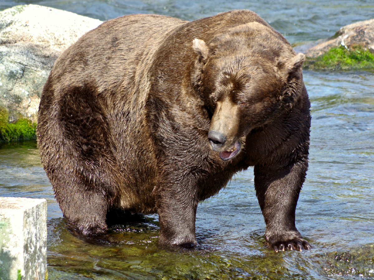 Тяжеловесы под полтонны среди гризли встречаются редко и лишь на побережьях. Оно и понятно — солидный вес медведь может набрать только с помощью лосося. На фотографии крупный медведь гризли из национального парка Катмай.