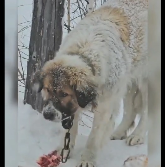 История со счастливым концом: собаку, брошенную на трассе, забрал прежний хозяин