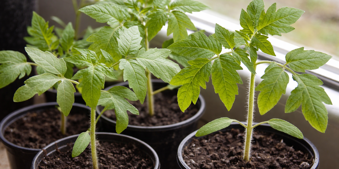 Мой неправильный способ посева томатов: какие 3 момента обеспечивают дружные всходы без хлопот