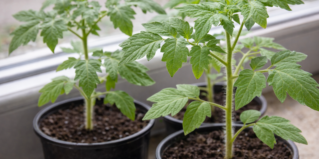 Томаты всходят стеной и быстро крепнут: зачем нарушать правила и какие 3 детали важнее всего