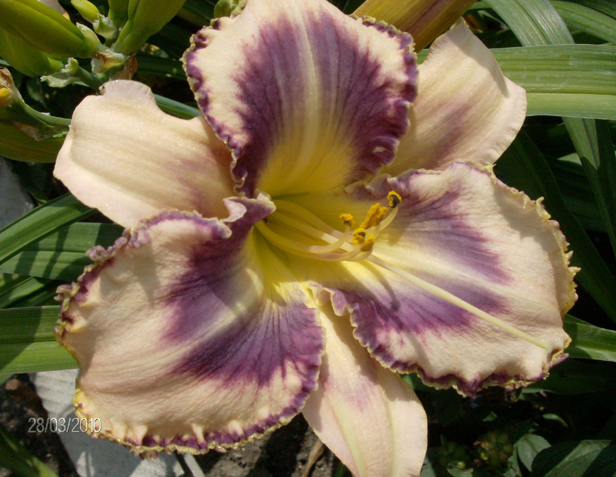 Личное фото из собственного питомника. 