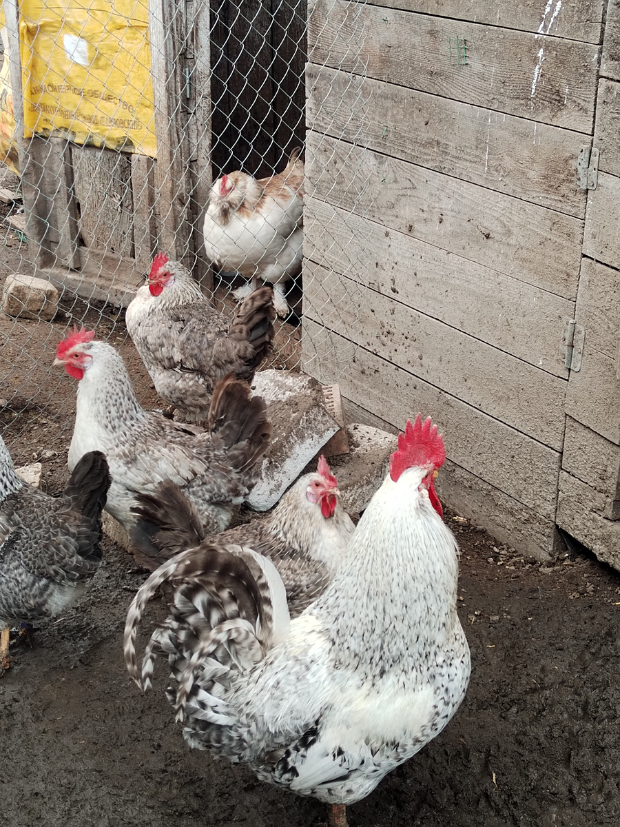 Борковская барвистая 