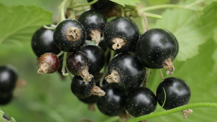 Подкормил смородину 3 ложками после цветения. Ягоды стали в 2 раза крупнее