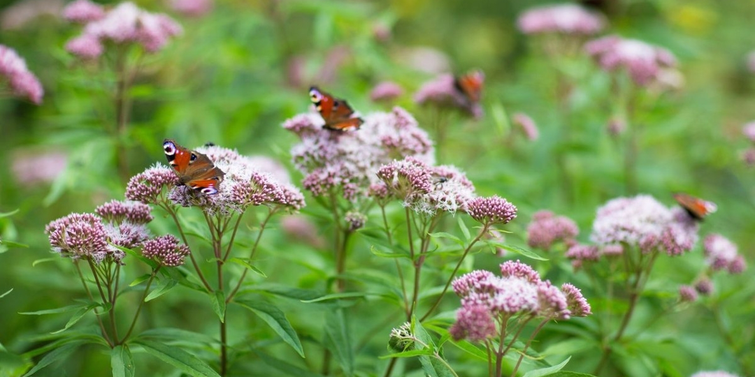 Посконник: растение царя, который не смог себя убить
