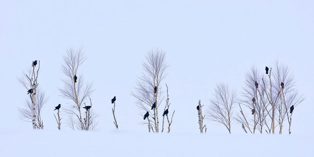Грачи вернулись, но снег остался