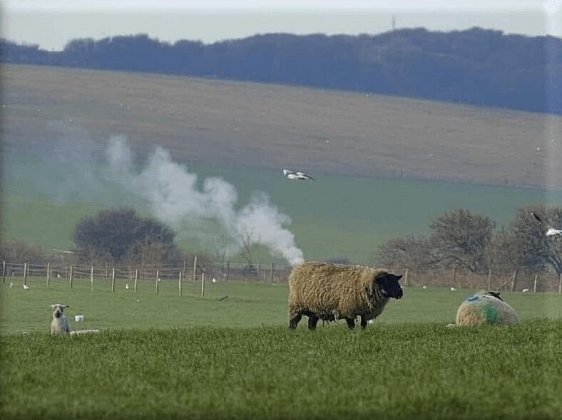 -Синий туман похож на обман!