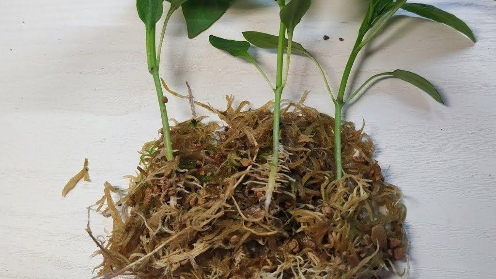 Вот что происходит в стакане при посадке по 2 штуки — корни превращаются в клубок и душат друг друга