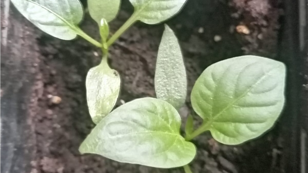 Первые десять дней после всходов все спокойно