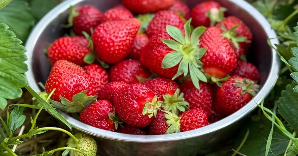 Чем подкормить клубнику для крупных и сладких ягод: что, когда и зачем