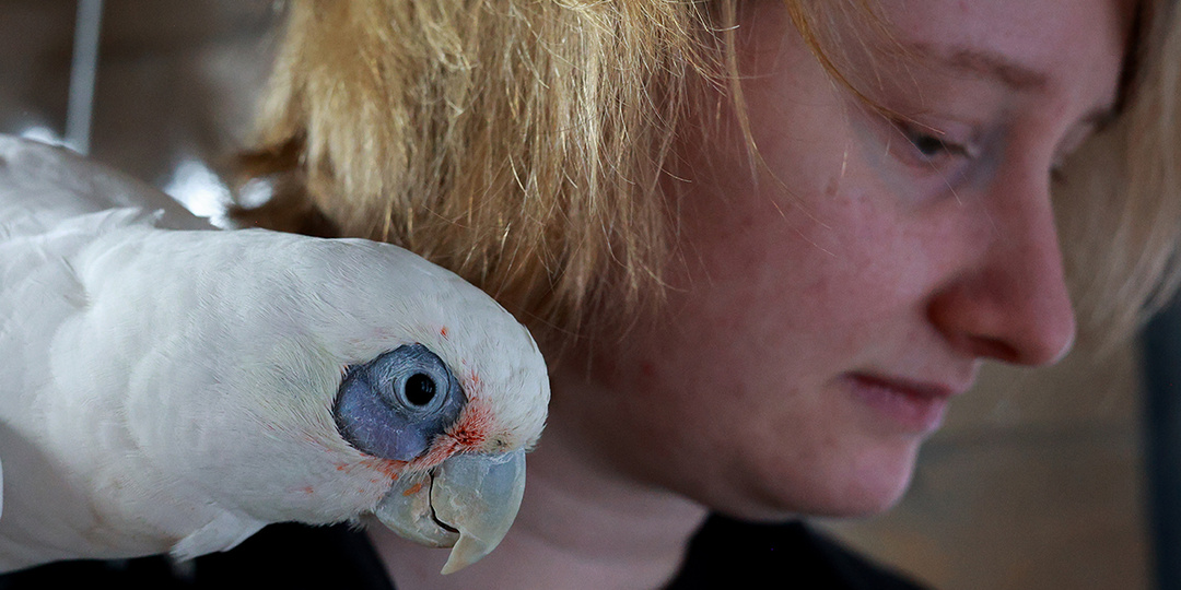 «Нельзя жить без любви, будь ты человек или попугай»: как работает первый в России хоспис для экзотических птиц