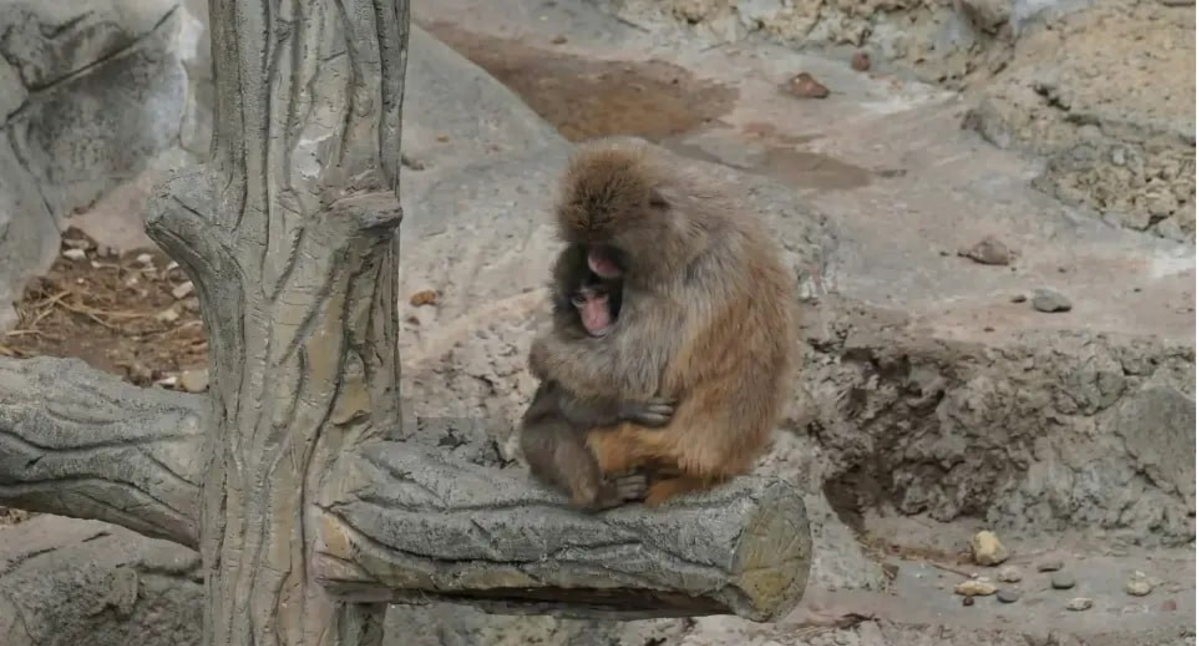   «До слёз»: видео, как отвергнутую обезьянку Панча обнимает взрослая макака, растрогало россиян
