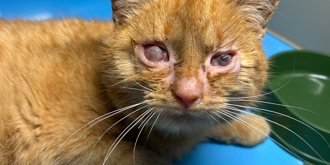 Спасаем Фантика🥺