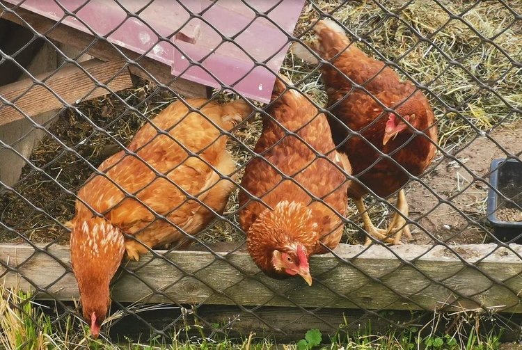    Фото: Лукьянов Дмитрий, AgroXXI.ru