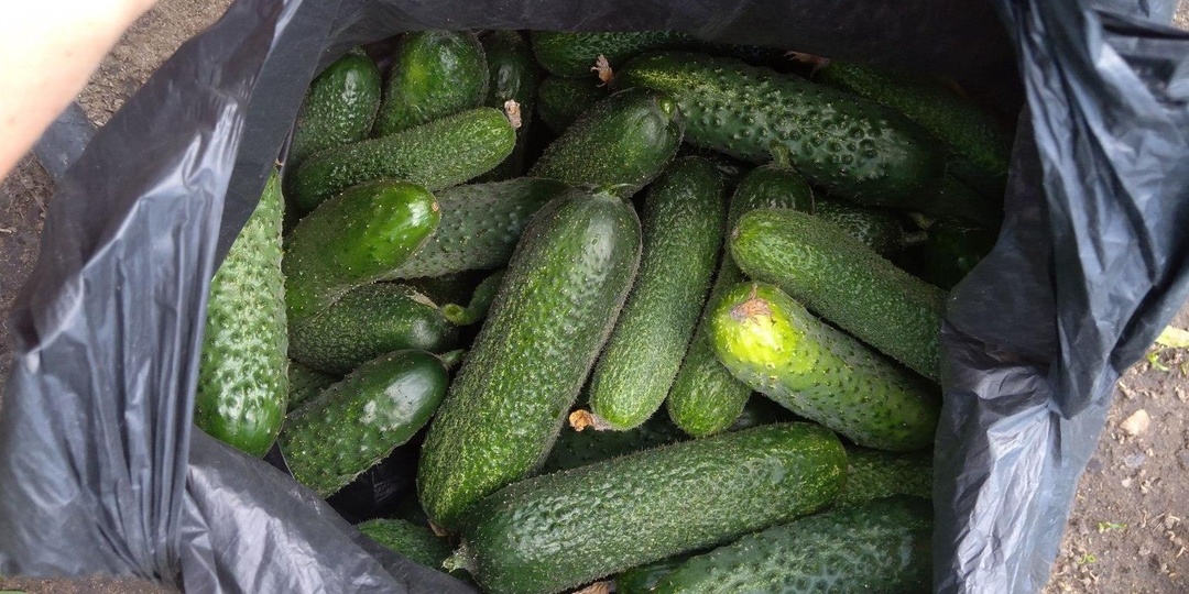 Огурец Трилоджи плодоносит 90 дней подряд. Собираю через день