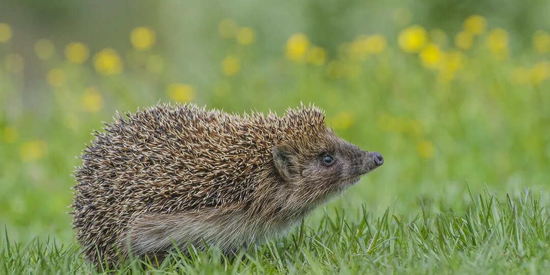 Животное года - Европейский Ёж.
