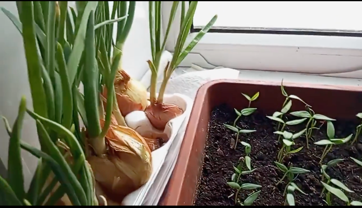 рассада на окне