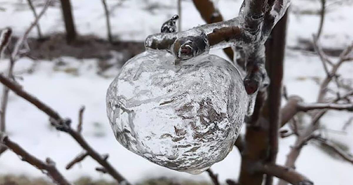 Ледяное яблоко. Не моё, но настоящее.