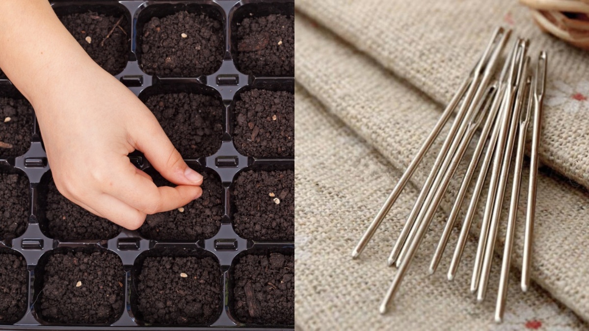 Простая игла решила проблему медленной всхожести