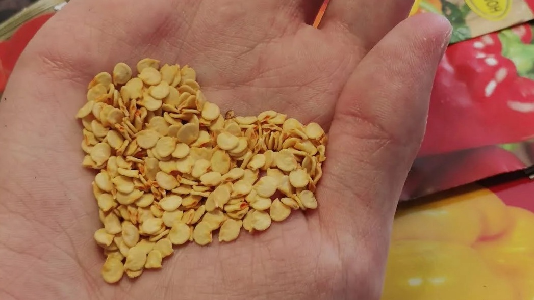  Прокол делается только в носик на глубину 1-2 мм