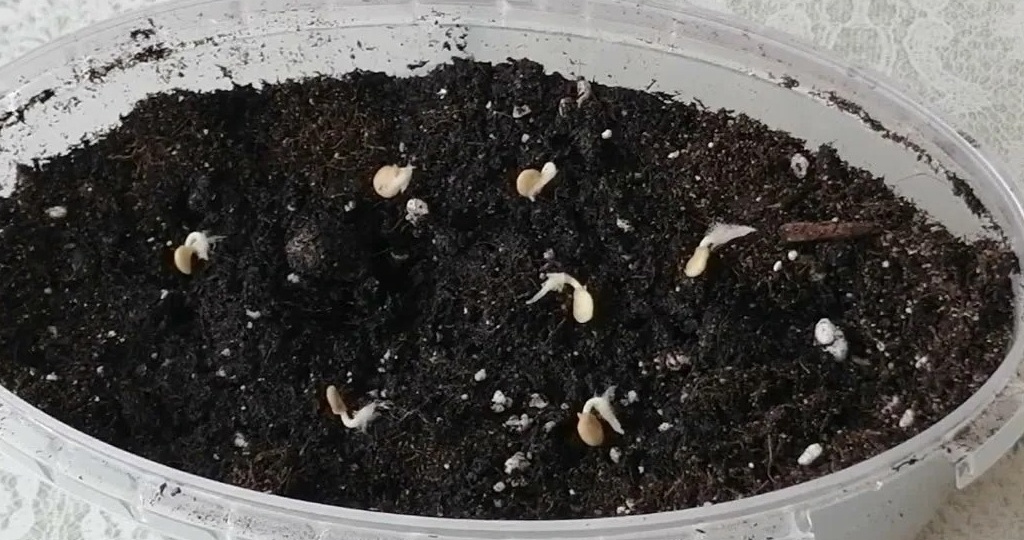 Прокалываю семена перца иглой перед замачиванием. Всходы через 4 дня