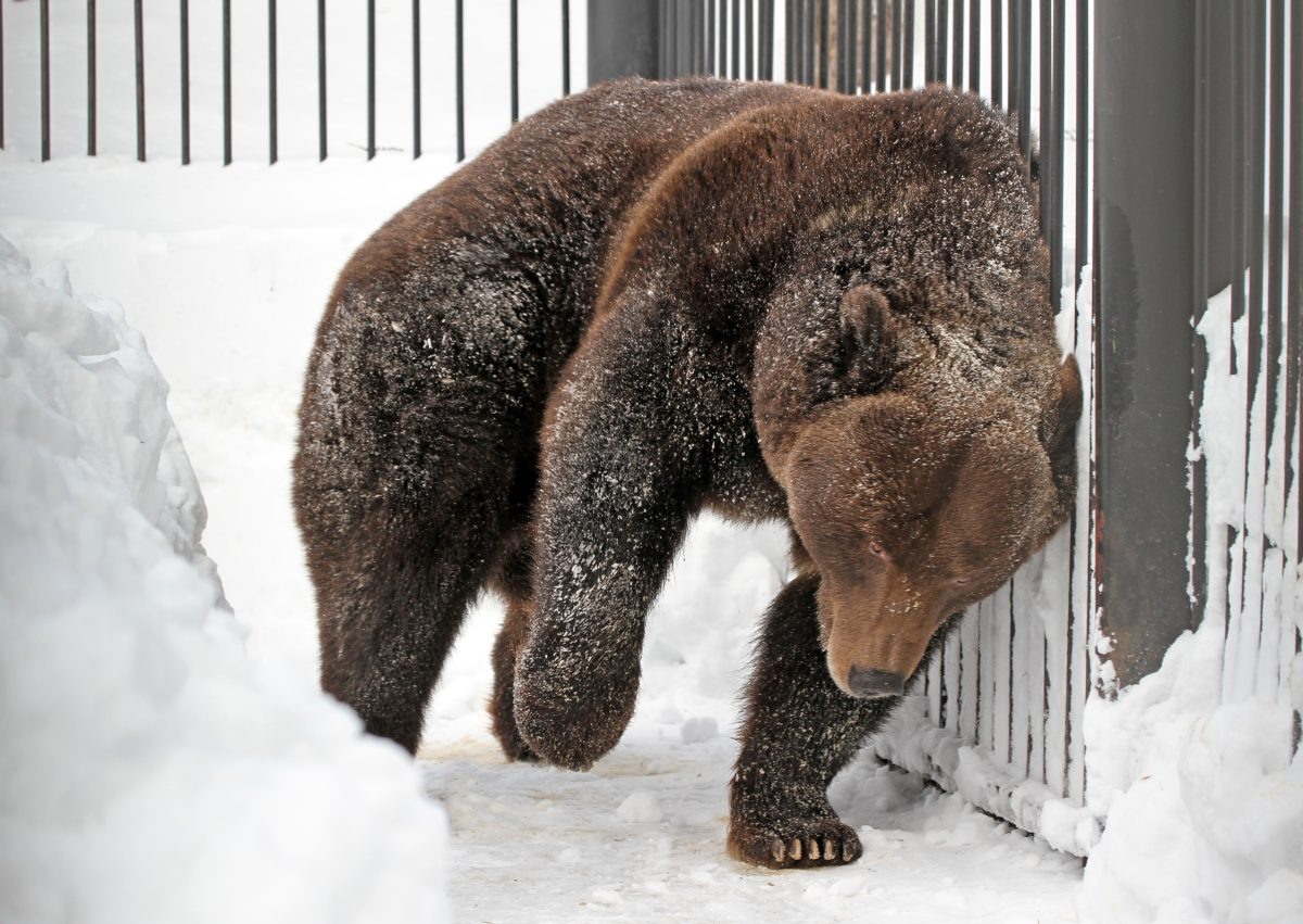    зоопарк "Лимпопо"