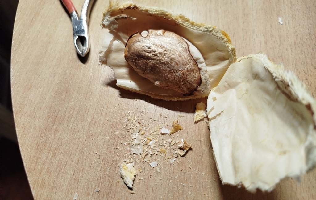  Достаем семя из косточки