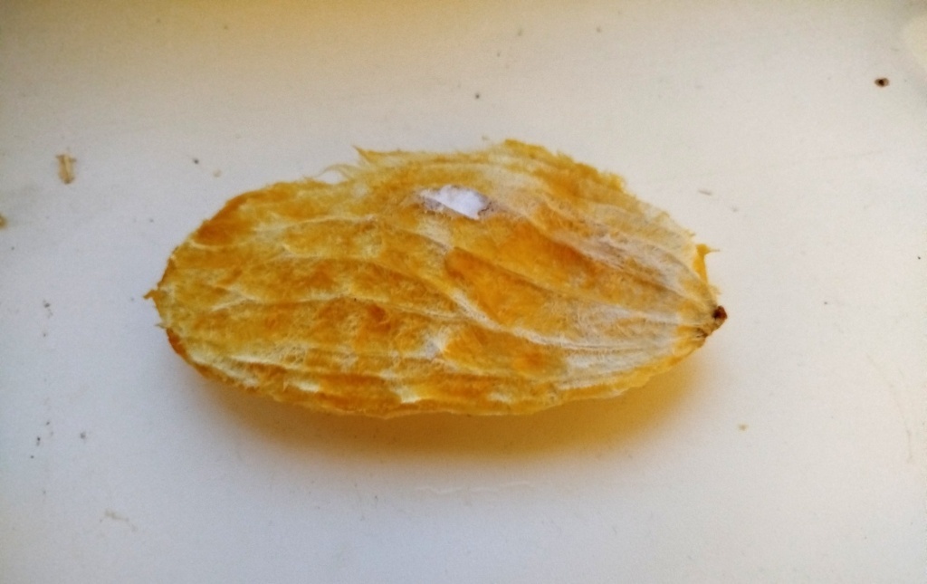  Косточка манго