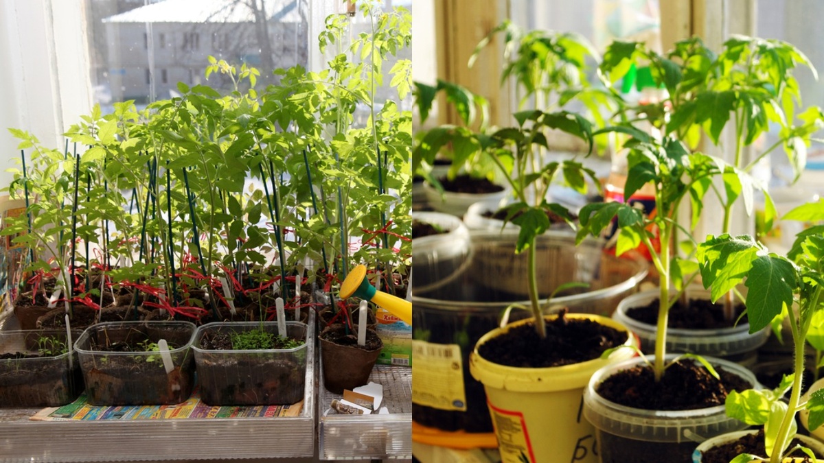 Слева — рассада без добавок, справа — через 2 недели после пикировки с тремя добавками