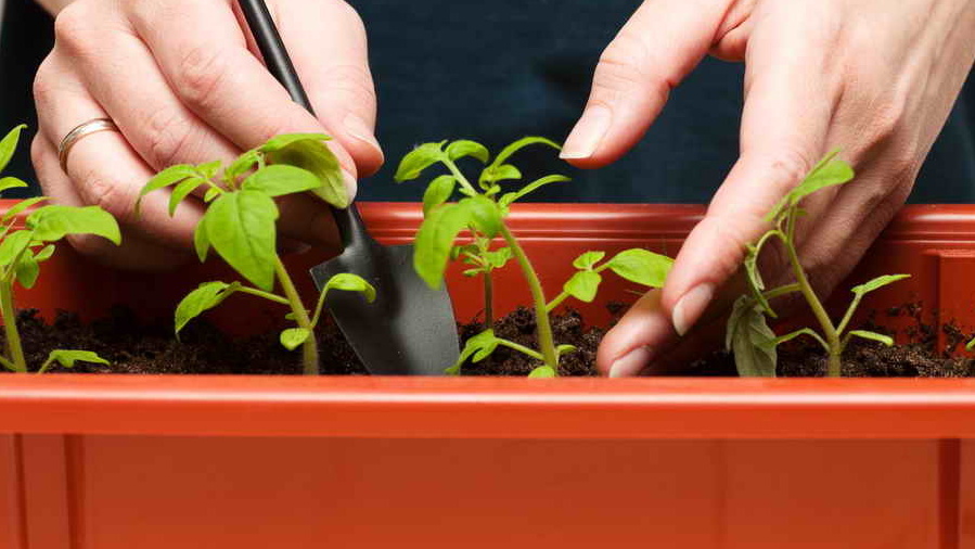 Воздух — без него задыхаются и гниют.