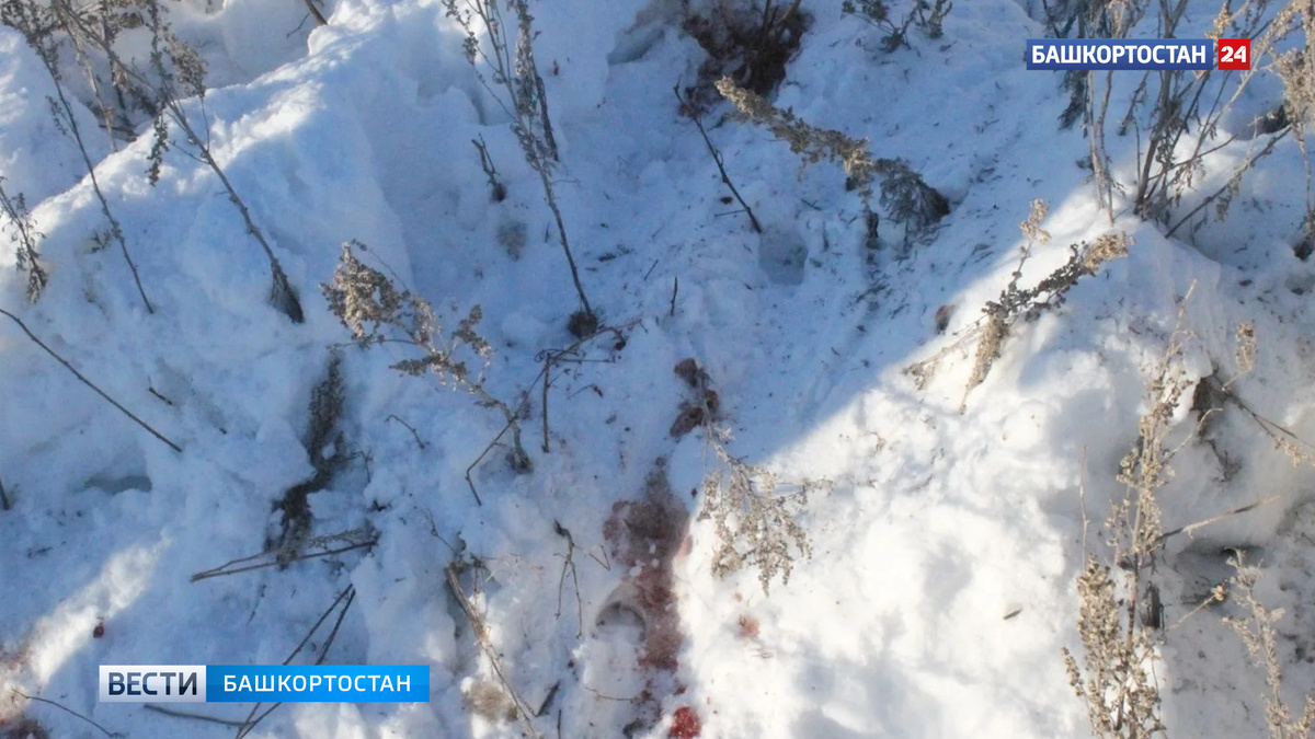    В Хайбуллинском районе Башкортостана браконьеры убили косулю