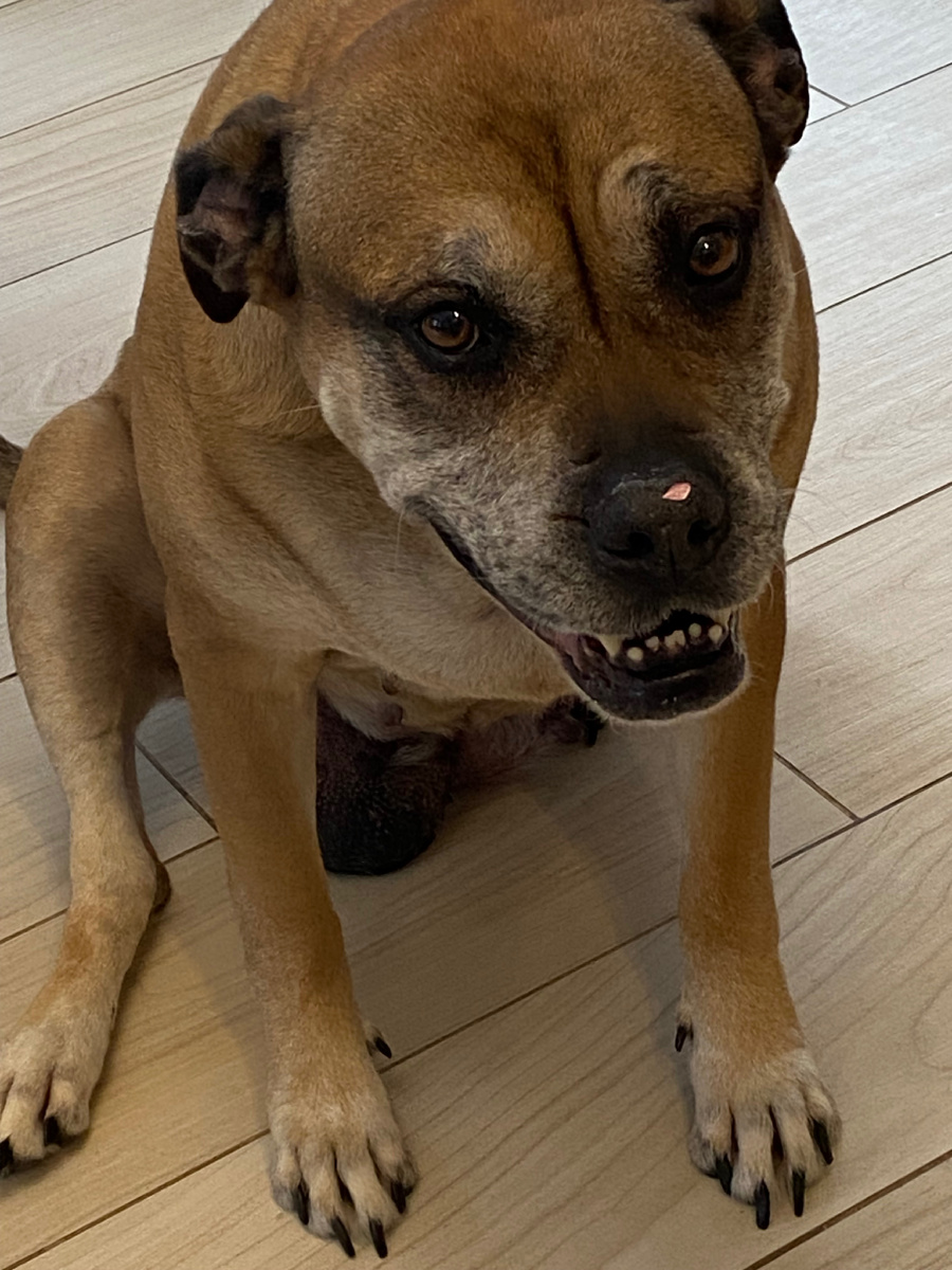 Всех собак поздравляем 🎉 