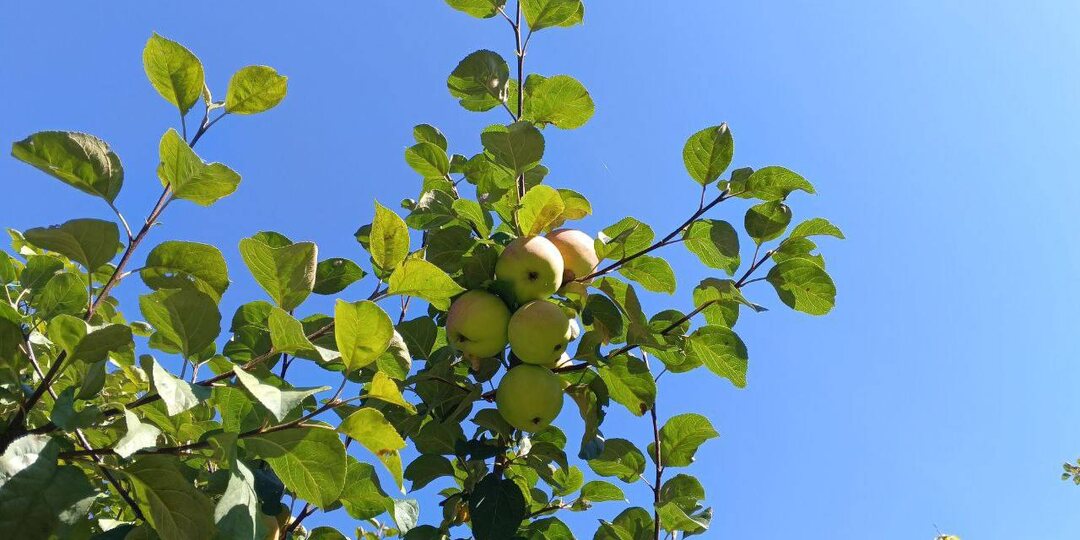 Можно ли весной обрезать вишню так же, как яблоню?